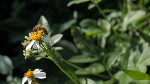 Bees in Slow Motion Stock Footage 98268052