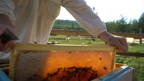 Bees in slow motion Stock Footage 122243284