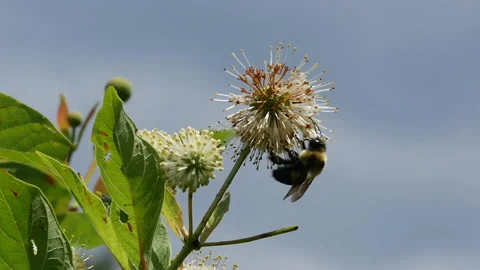 Bees in slow motion Stock Footage 132295618