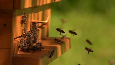 Bees slow motion in front beehouse entry in sunny summer day. Stock Footage 123531829
