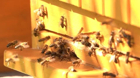 Bees slow motion in front beehouse entry in sunny summer day. Stock Footage 123531830
