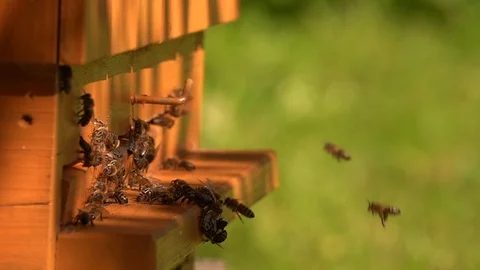 Bees slow motion in front beehouse entry in sunny summer day. Stock Footage 123531967