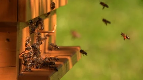Bees slow motion in front beehouse entry in sunny summer day. Stock Footage 123531972