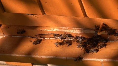 Bees slow motion in front beehouse entry in sunny summer day. Stock Footage 123532029