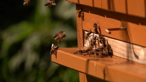 Bees slow motion in front beehouse entry in sunny summer day. Stock Footage 123532082