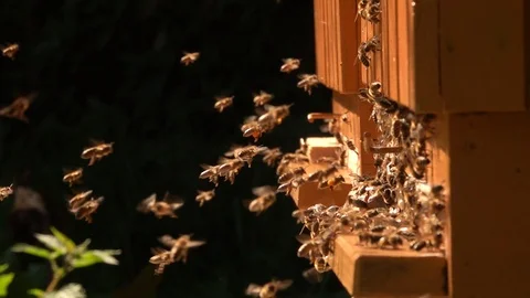 Bees slow motion in front beehouse entry in sunny summer day. Stock Footage 123532119