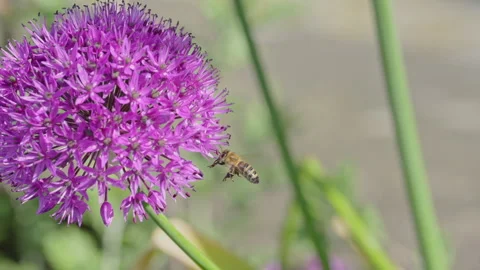 Bees slow motion May 2025 Stock Footage 314349043