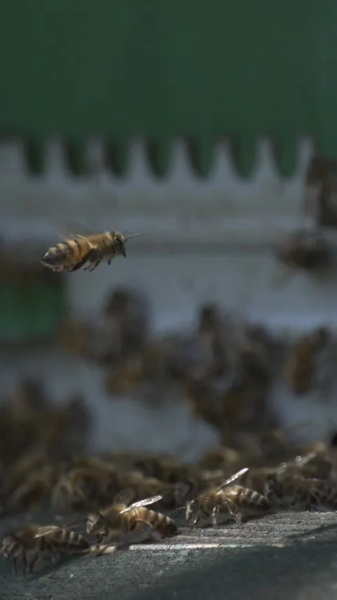 Bees in slow motion showing flight patterns and hive activity Stock Footage 342439669