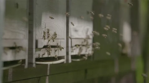 Bees slowmotion nature bee hive animals animal Stock Footage 152255741