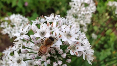 Bees on small white blossoms 2420 Stock Footage 266309867
