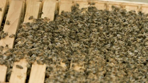 Bees Sprayed with Smoke Stock Footage 91041911