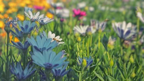 Bees on a spring flower meadow. Selective focus Stock Photos