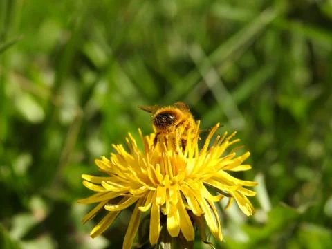 Bees on spring flowers close-up Stock Photos