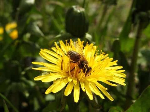 Bees on spring flowers close-up Stock Photos