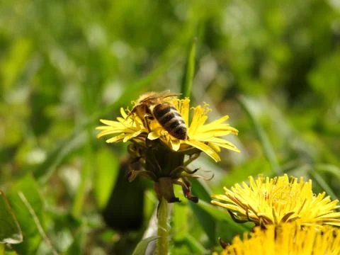 Bees on spring flowers close-up Stock Photos