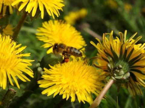 Bees on spring flowers close-up Stock Photos