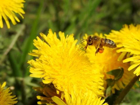 Bees on spring flowers close-up Stock Photos