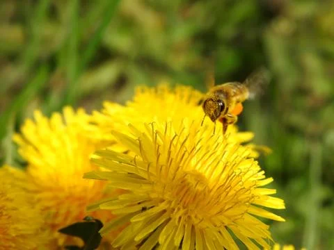 Bees on spring flowers close-up Stock Photos