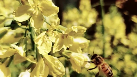 BEE'S ON SPRING FLOWERS - COMPILATION OF SLOW MOTION FOOTAGE Stock Footage 251408942