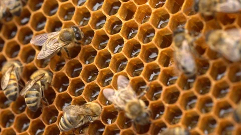 The bees store nectar in honeycomb cells made of wax Stock Footage 114316583