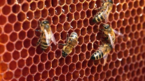 The bees store nectar in honeycomb cells made of wax. The hone Stock Footage 153889575