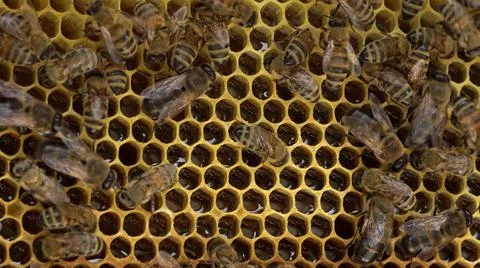 The bees store nectar in honeycomb cells made of wax. The honey is still a bit Foto stock