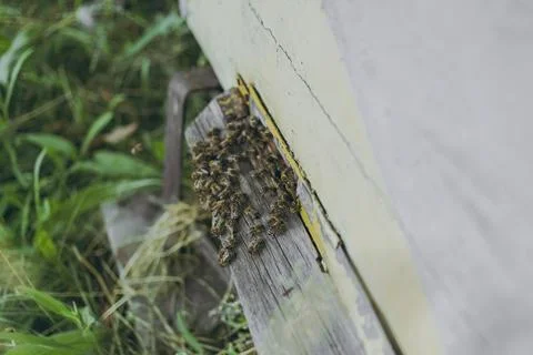 Bees in the street outside Stock Photos