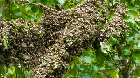 Bees stuck around a tree branch in a thick lump on branch Vídeos de archivo 123578283