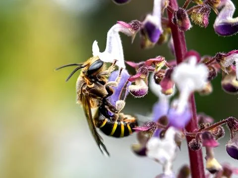 Bees suck flower nectar Photos