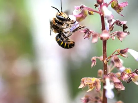Bees suck flower nectar Photos