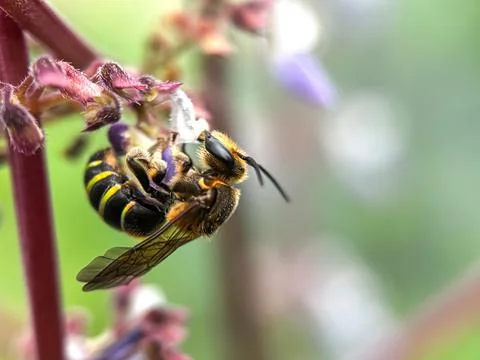 Bees suck flower nectar Photos