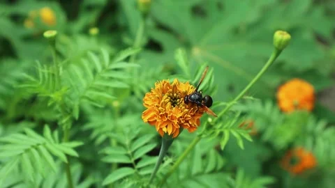 Bees suck nectar from cosmos flowers (Asteraceae). Stock Footage 162880150