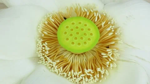 Bees sucking nectar/ collecting pollen from a white lotus Stock Footage 161361320