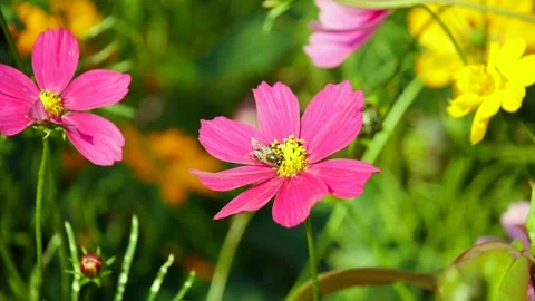 Bees sucking nectar from pink flower, Honey bee on a pink flower Stock Footage 262608375
