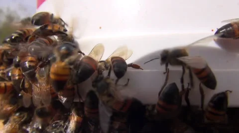 Bees on sugar feeder Stock Footage 34170498