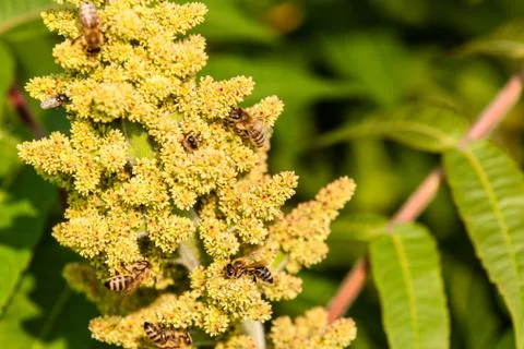 Bees on sumac Stock Photos