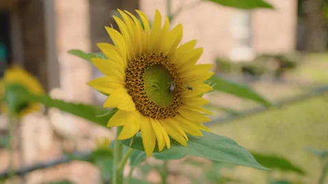 Bees on Sunflower in Breeze, Close-up Stock Footage 312231120