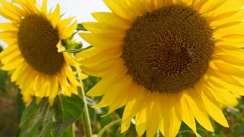 Bees on a sunflower eat nectar, close up Video stock 121255697