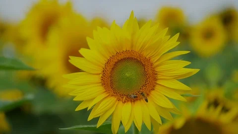 Bees on Sunflower in a field Stock Footage 93485270