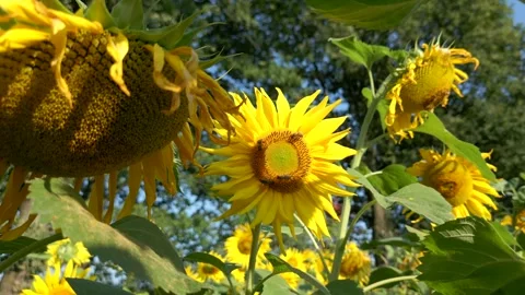 Bees On Sunflower Field Stock Footage 248131161