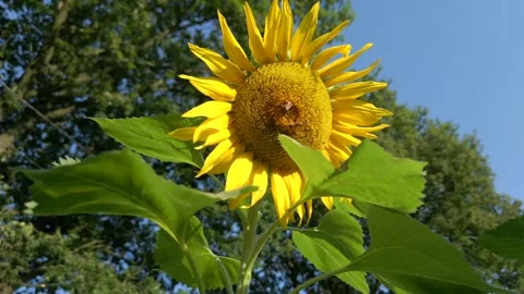 Bees On Sunflower Field Stock Footage 271621071