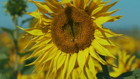 Bees on a sunflower flower Stock Footage 249570349