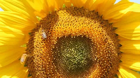 Bees on Sunflower Stock Footage 11359299