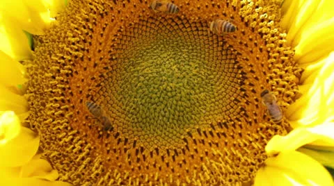 Bees on sunflower Stock-Footage 24688397