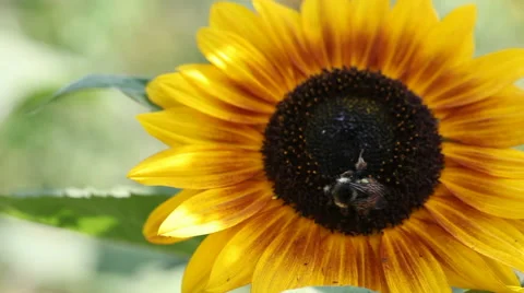 Bees on sunflower Stock-Footage 44821333