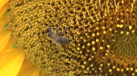 BEES ON SUNFLOWER Stock Footage 52810114