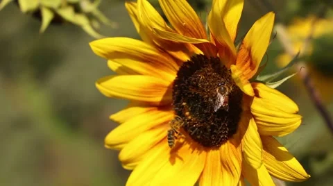 Bees on a sunflower Video stock 55878820