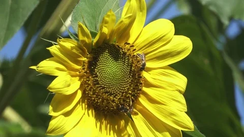 Bees on Sunflower Stockbeeldmateriaal 79578718