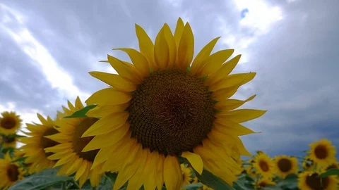 Bees on Sunflower Stock Footage 93487257