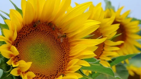 Bees on Sunflower Stock Footage 93487862